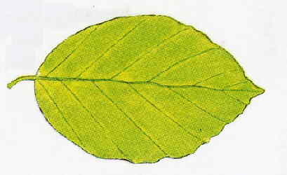 La feuille du h�tre