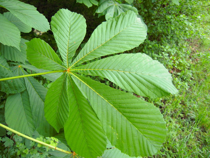 La feuille du marronnier